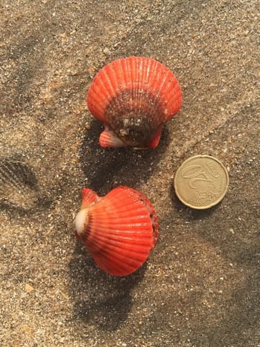 Aequipecten flabellum