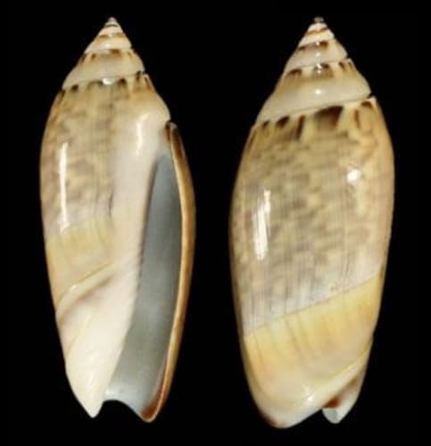 Agaronia adamii