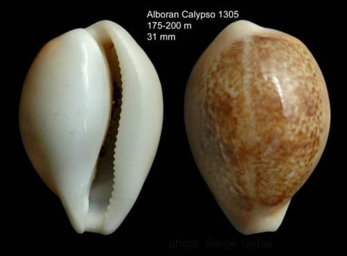 Agate Cowry