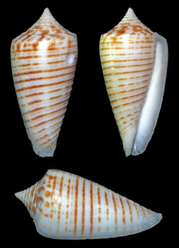 Alabaster Cone