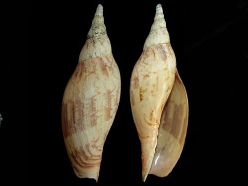Alcithoe fissurata
