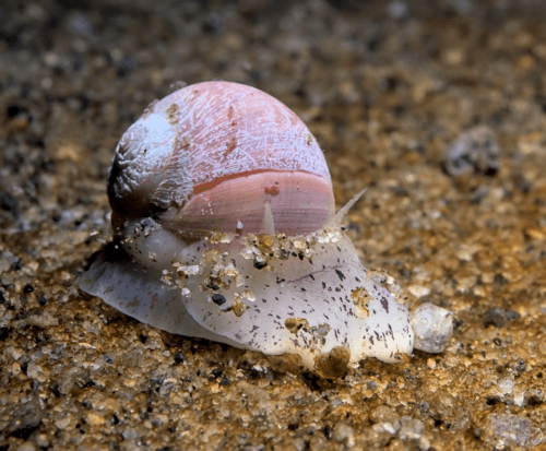 Aleutian Moonsnail