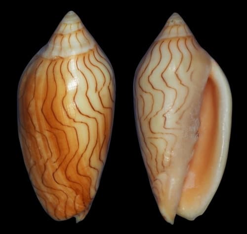 Amoria peterstimpsoni