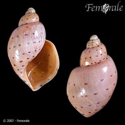 Ampulla priamus