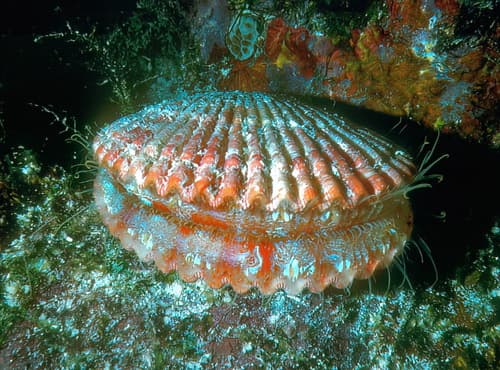 Anguipecten superbus