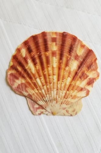 Annachlamys striatula