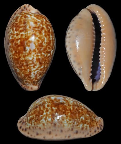 Annette's cowrie