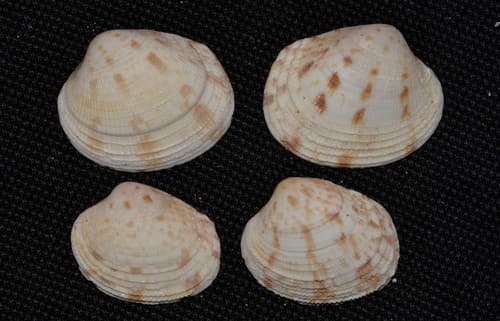 Antigona persimilis
