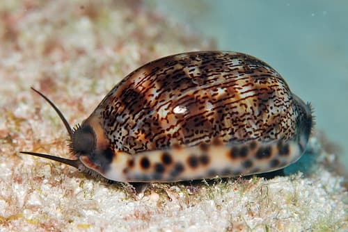 Arabian Cowry