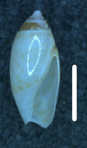 Argentine dwarf olive