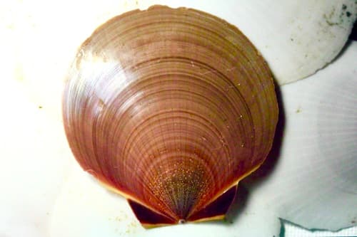 Asian Moon Scallop