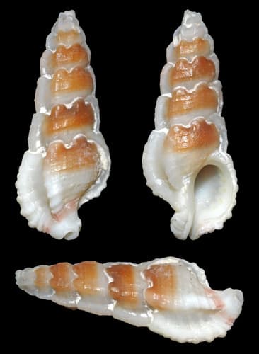 Aspella hastula