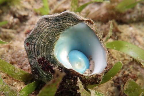 Astralium asteriscus