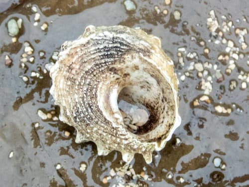 Astralium confragosum