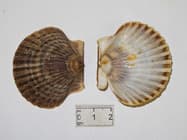 Atlantic Bay Scallop