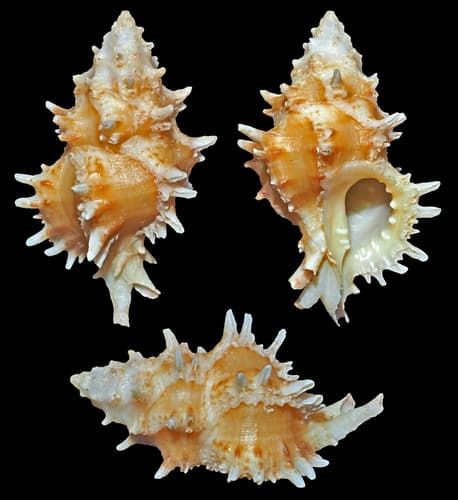 Attiliosa caledonica