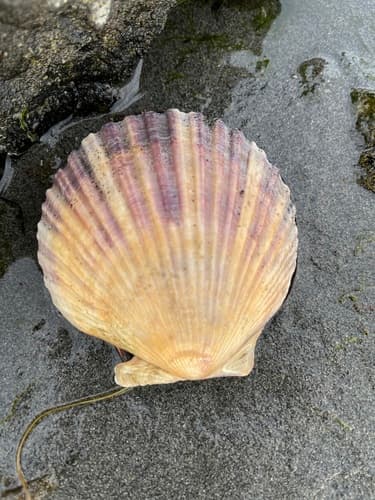 Austrochlamys natans