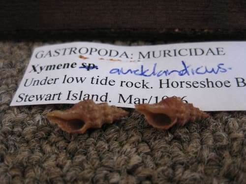 Axymene aucklandicus