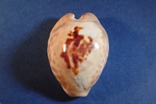 Barycypraea teulerei