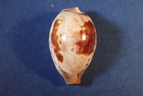 beautiful cowrie