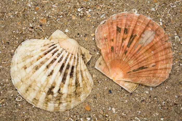 Beautiful Scallop