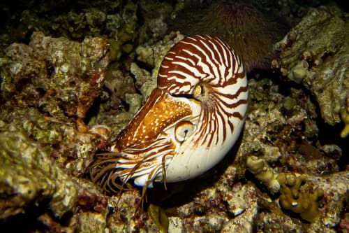 Bellybutton Nautilus