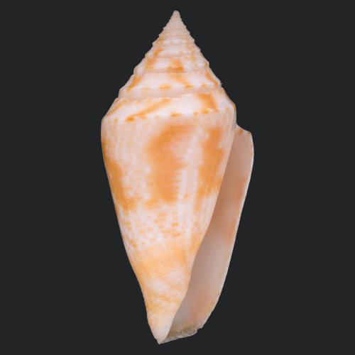 Bermuda Cone