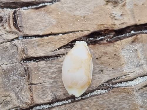 Bistolida rubiginosa