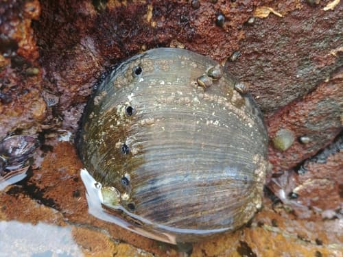 Black Abalone