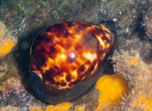 Black cowry