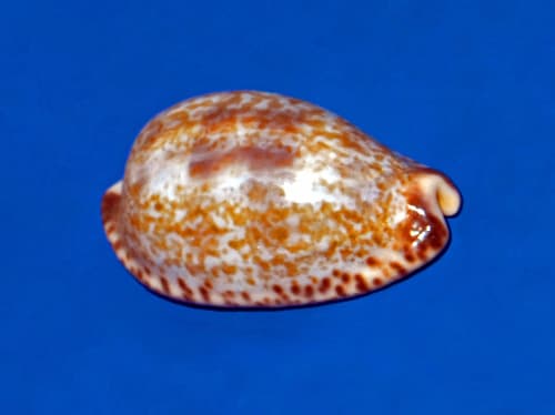 black-spotted cowrie