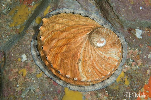 blacklip abalone