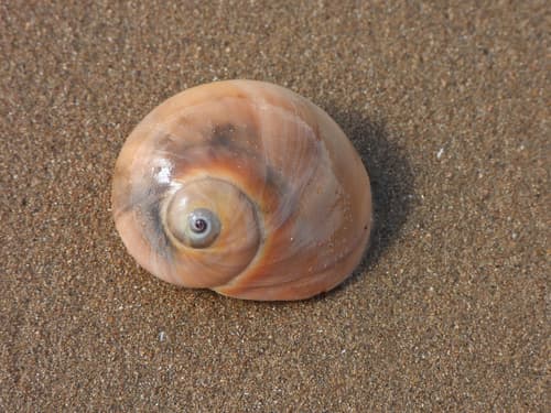 Bladder Moon Snail