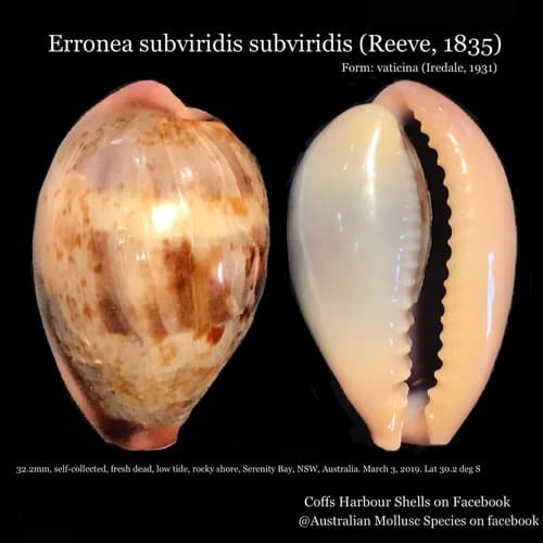 Blotched Green Cowry