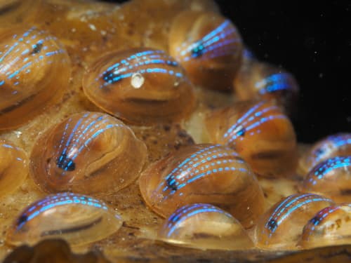 Blue-rayed Limpet