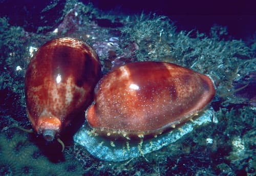 Breger's cowrie