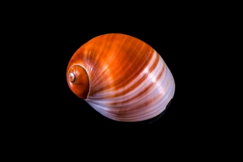 brown moonsnail