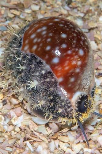 Calf Cowry