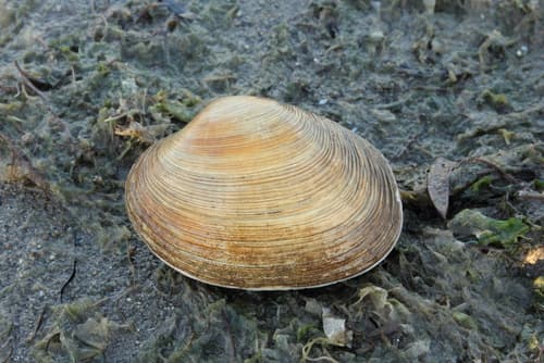 California Butterclam