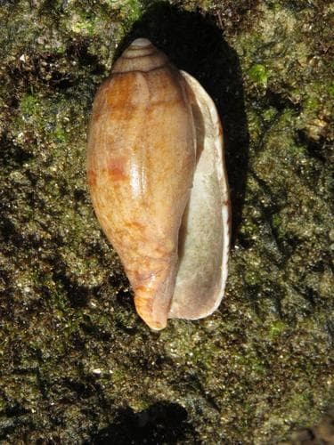 Callipara bullatiana