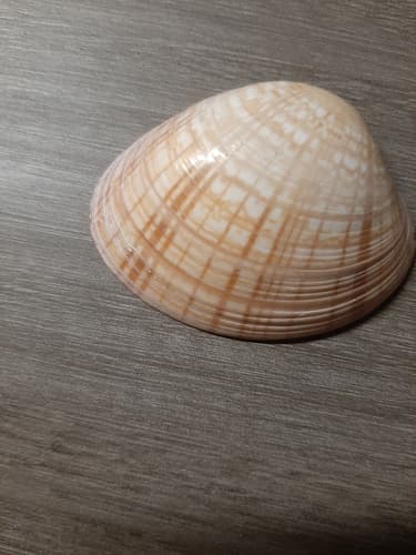 Callista multiradiata