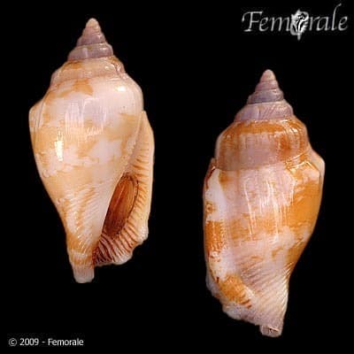 Canarium wilsonorum