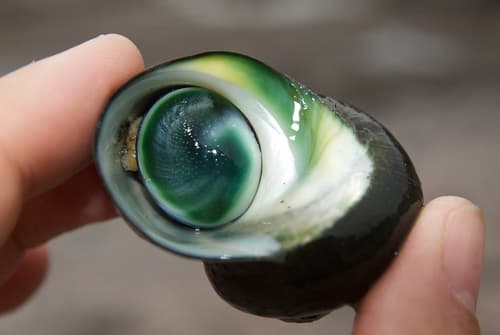 Cat's Eye Snail