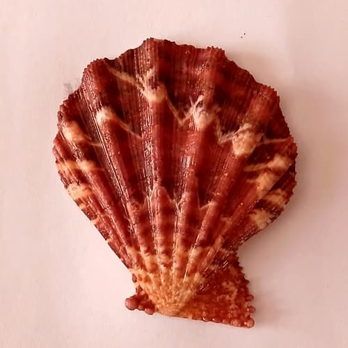 Cat's Paw Scallop