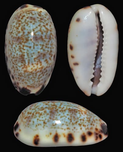 Cat Cowry