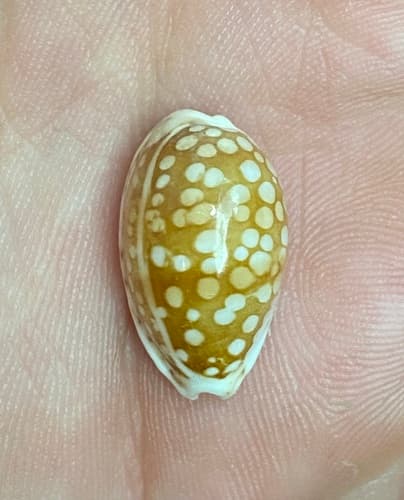 Catholic cowrie