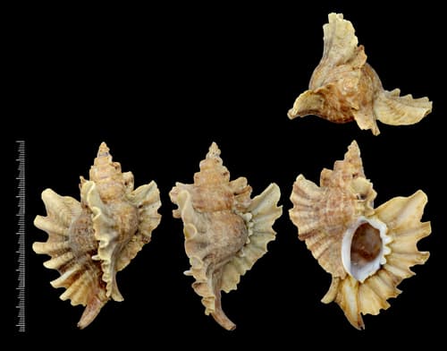 Ceratostoma burnettii