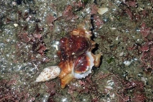 Ceratostoma fournieri