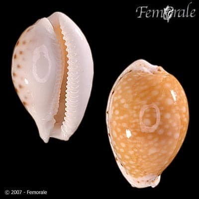 Cernica cowry