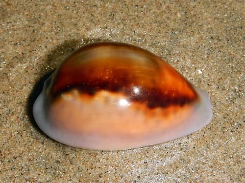 Chestnut Cowry